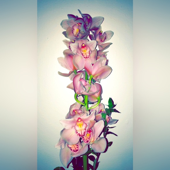 Meet your Posher! - Picture 1 of 1